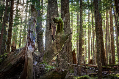 Mount Rainier National Park