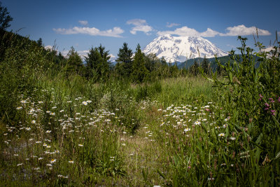 Mount Rainier National Park