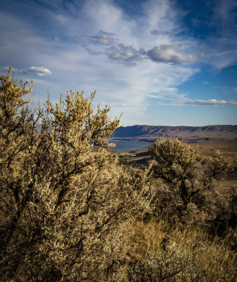 Gingko Petrified Forest