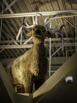 Fake Animal Statues