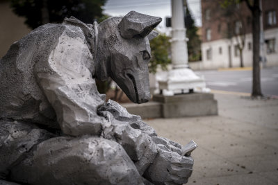 Coyote Reading a Candy Wrapper