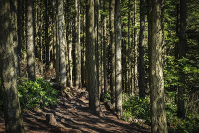 Oyster Dome Trail