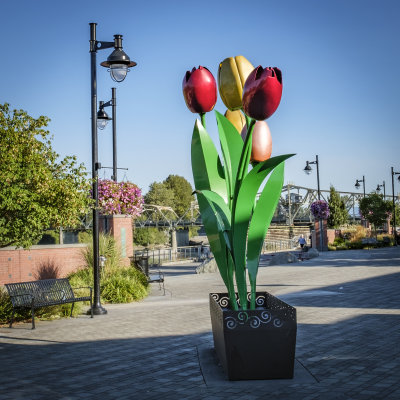 Giant Tulips
