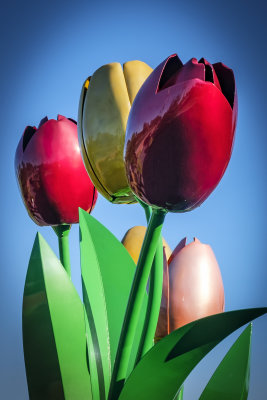 Giant Tulips