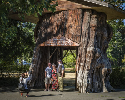 Walk-Thru Stump