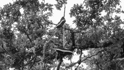 Evelyn Schiffler Park Shoe Tree