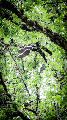Evelyn Schiffler Park Shoe Tree