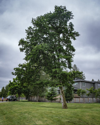 Evelyn Schiffler Park Shoe Tree
