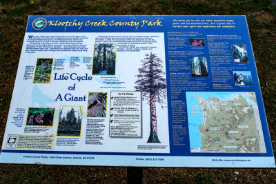 World's Largest Sitka Spruce Stump