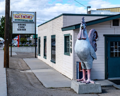 Big Rooster
