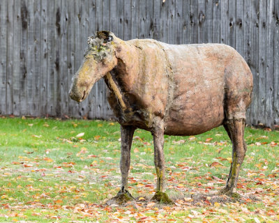 Taxidermy Wooden Moose