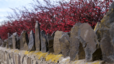Pioneer Graveyard