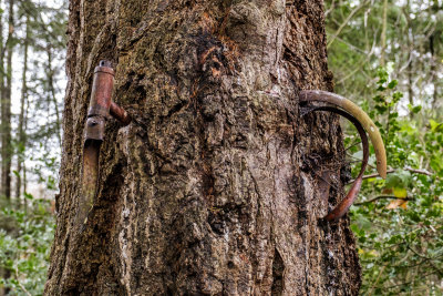 Vashon Island Bike Tree