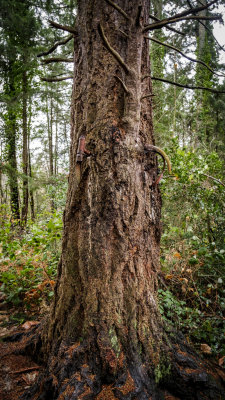 Vashon Island Bike Tree