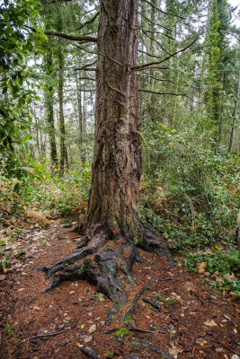 Vashon Island Bike Tree