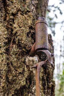 Vashon Island Bike Tree