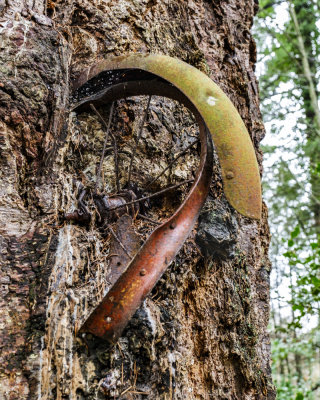 Vashon Island Bike Tree