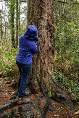 Vashon Island Bike Tree