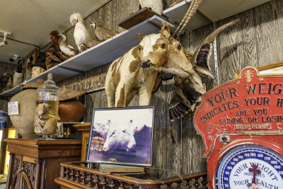 Marsh's Free Museum