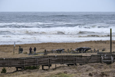 Gray Whale Skeleton