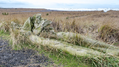 Gray Whale Skeleton