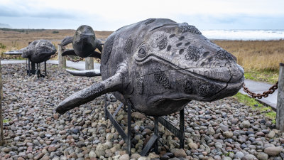 Gray Whale Skeleton