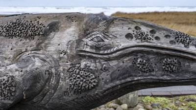 Gray Whale Skeleton