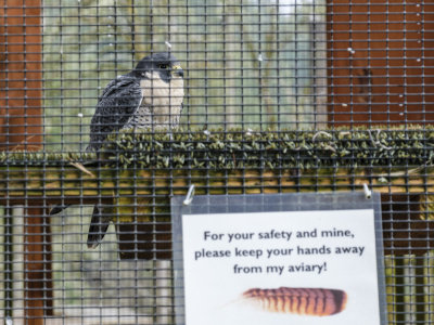 Cascades Raptor Center