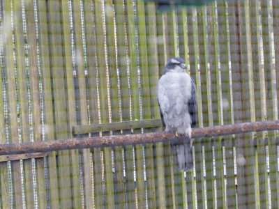 Cascades Raptor Center