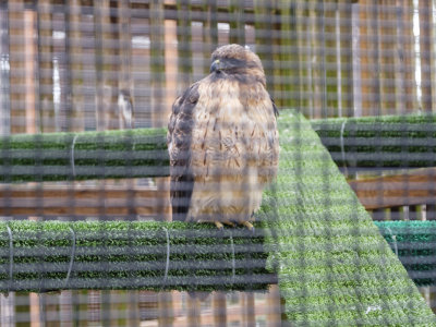 Cascades Raptor Center