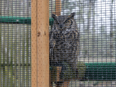 Cascades Raptor Center