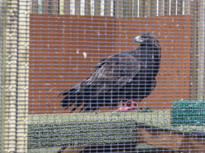 Cascades Raptor Center