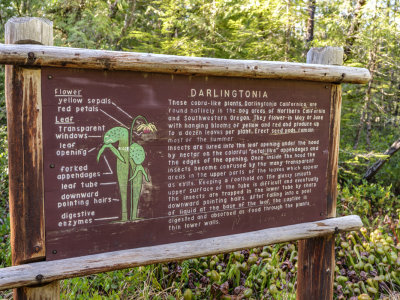 Darlingtonia State Natural Site