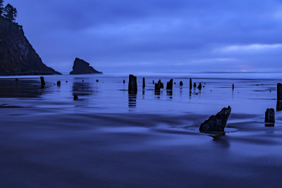 Neskowin Ghost Forest