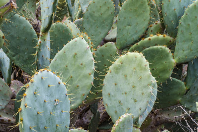 Desert Botanical Garden