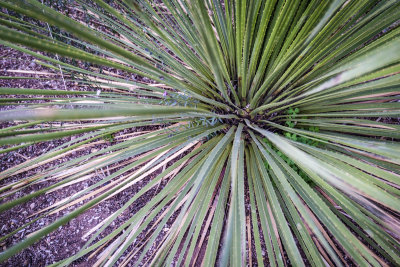 Desert Botanical Garden