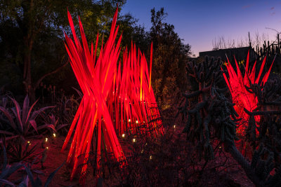 Desert Botanical Garden