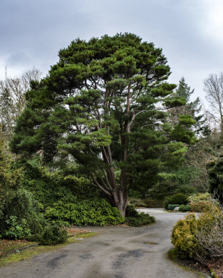 Kubota Garden