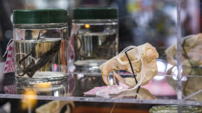 Big Top Curiosity Shop