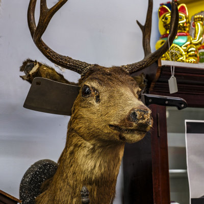 Big Top Curiosity Shop