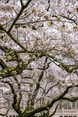 UW Cherry Blossoms