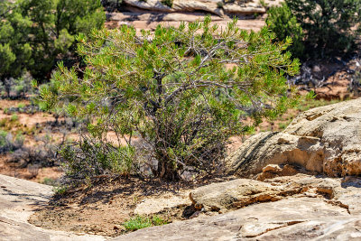 Canyonlands National Park - Needles District