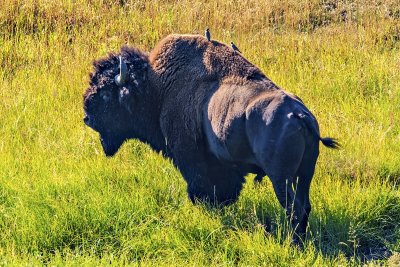 Yellowstone National Park