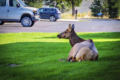 Yellowstone National Park