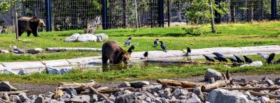 Grizzly & Wolf Discovery Center