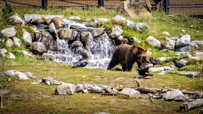 Grizzly & Wolf Discovery Center