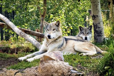 Grizzly & Wolf Discovery Center