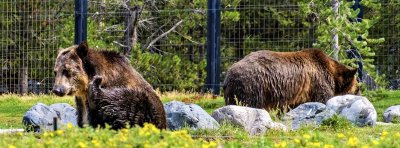 Grizzly & Wolf Discovery Center