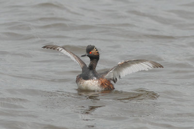 Podiceps nigricollis - Black-necked Grebe