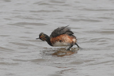 Podiceps nigricollis - Black-necked Grebe